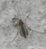 Chironomus sp.